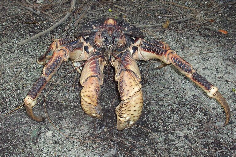 Monster Coconut Crab