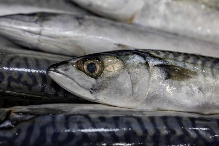 FRANCE-FISHING-ECONOMY