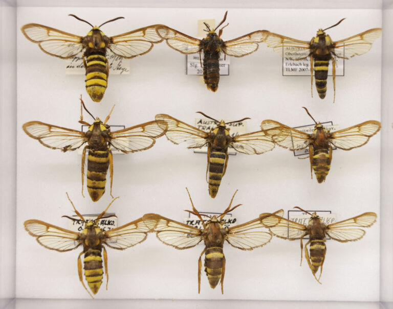 Austrian Butterfly And Moth Monitoring Gauges Biodiversity Decline