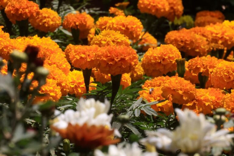 SUDAN-HORTICULTURE-GARDENING-EXPO