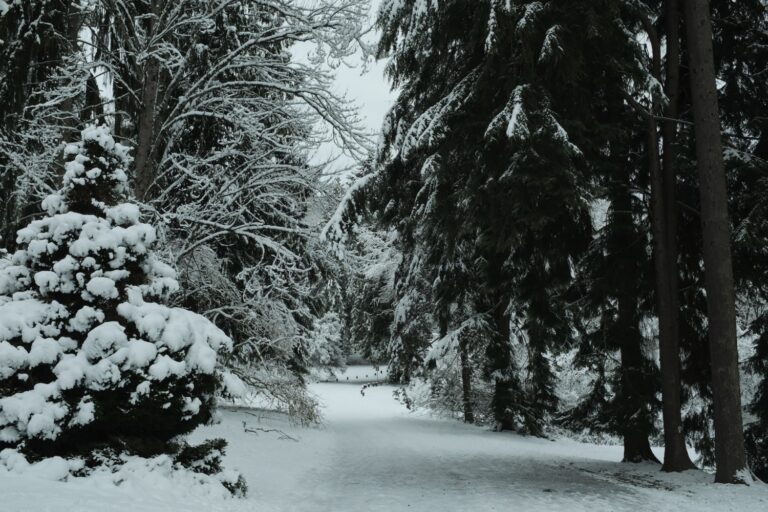 Severe Winter Weather Forecast