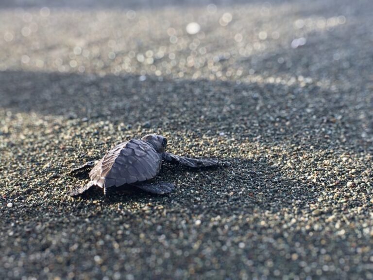 Baby Sea Turtles