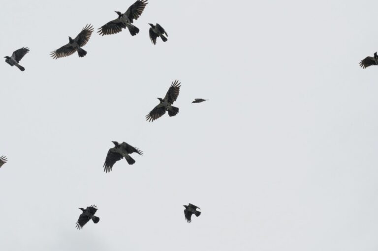 Eerie Murder of Crows Getting Worse as They Noisily Flock in a Maine City