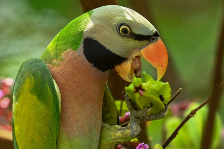 A stock photo of a parrot