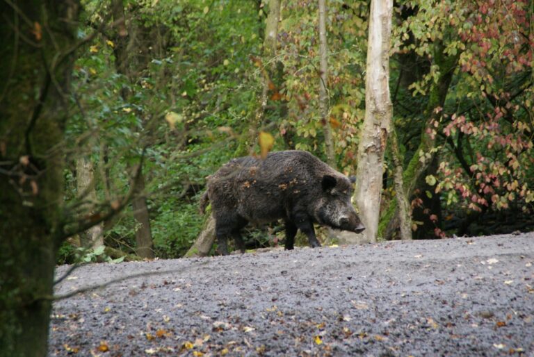 Wild Boar Population