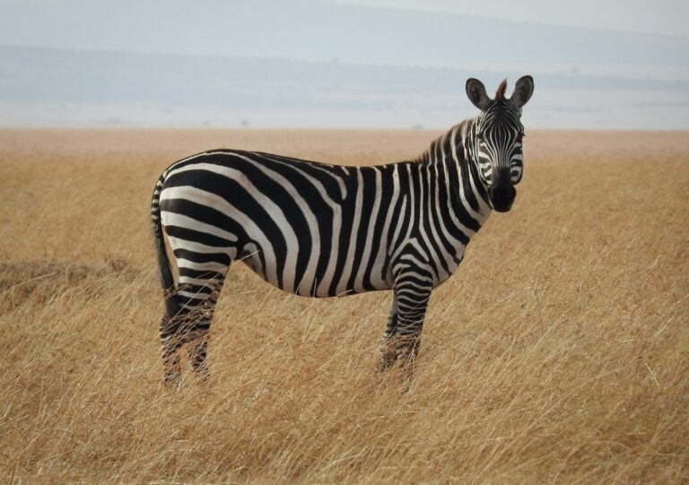 Animal Stripes and Spots