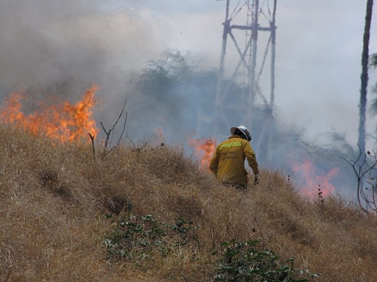 Wildfire Leaves Oahu Forest National Wildlife Refuge with Charred Trees, Several Bald Spots