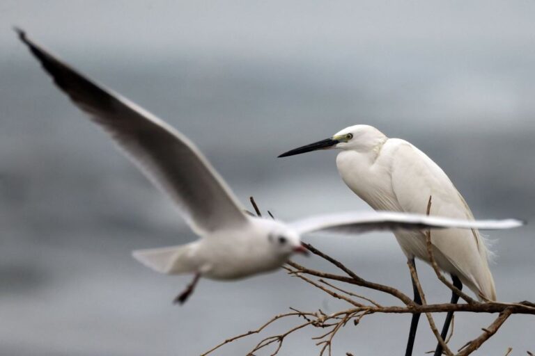 KUWAIT-NATURE-BIRDS