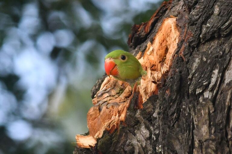 INDIA-ENVIRONMENT-BIRD