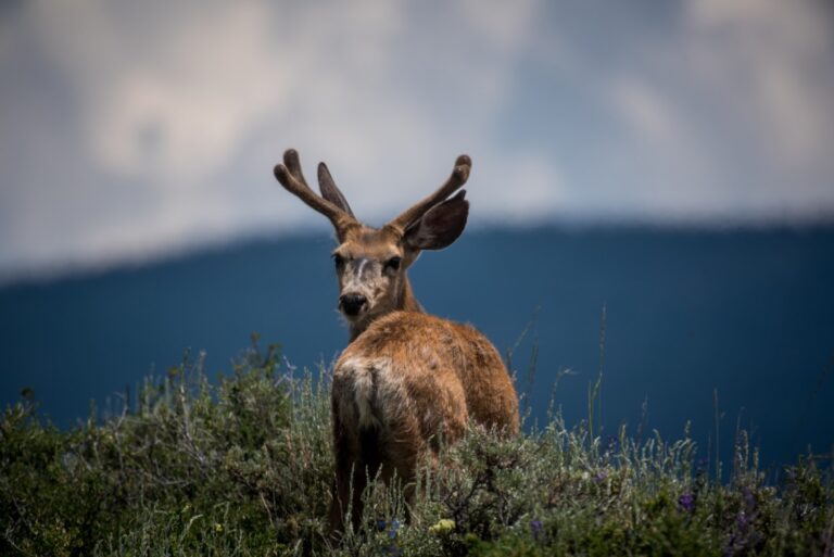 Zombie Deer Disease