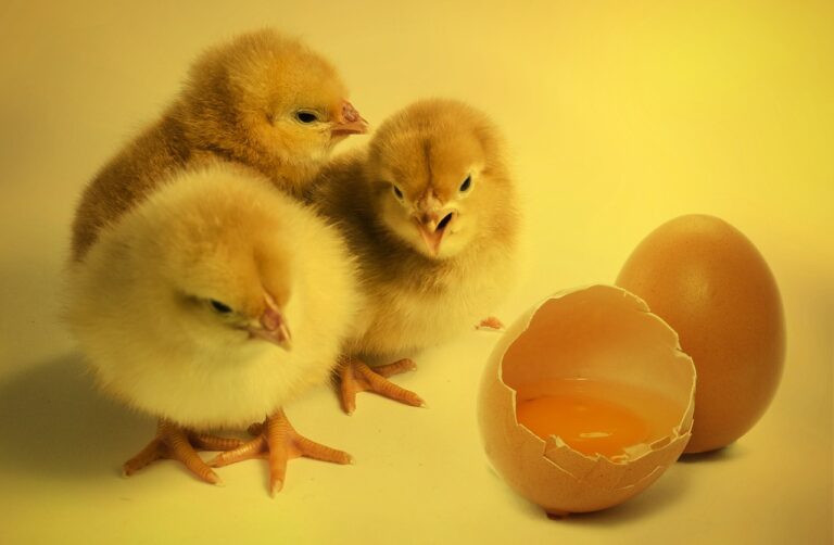 Chicken or Egg Dilemma