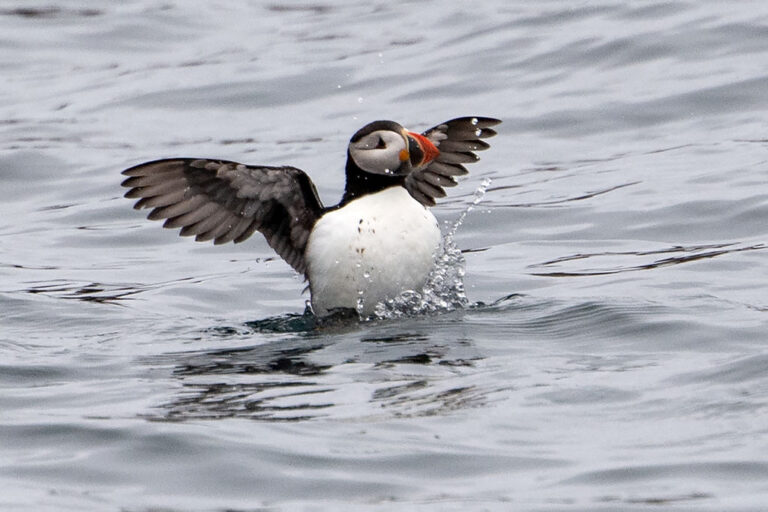 An atlantic puffin