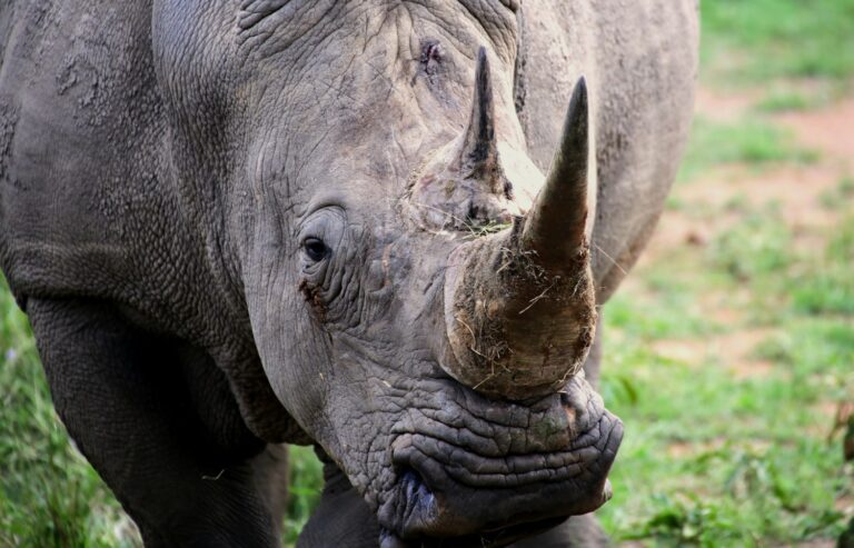 Illegal Wildlife Trade