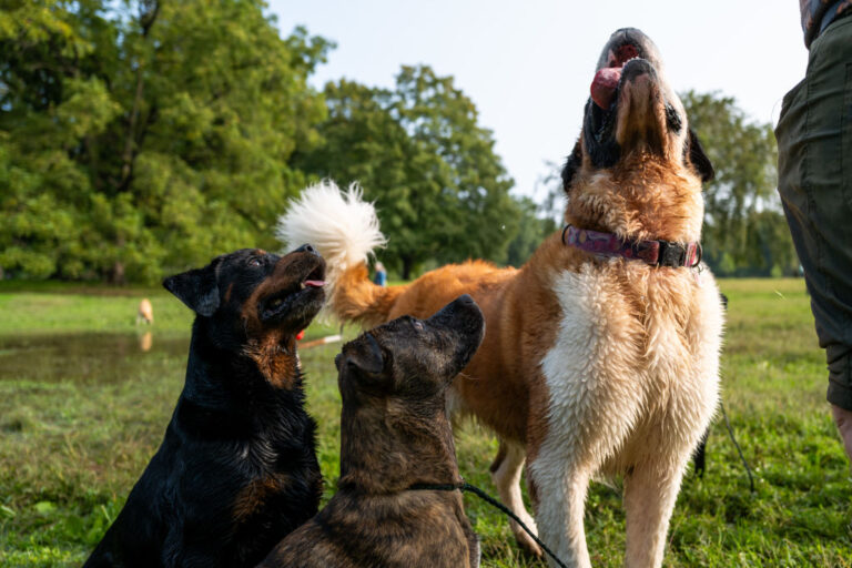 Dogs