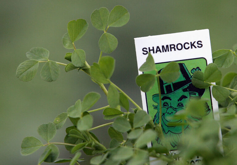 St Patrick