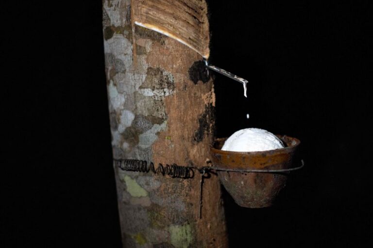 TOPSHOT-THAILAND-ENVIRONMENT-RUBBER