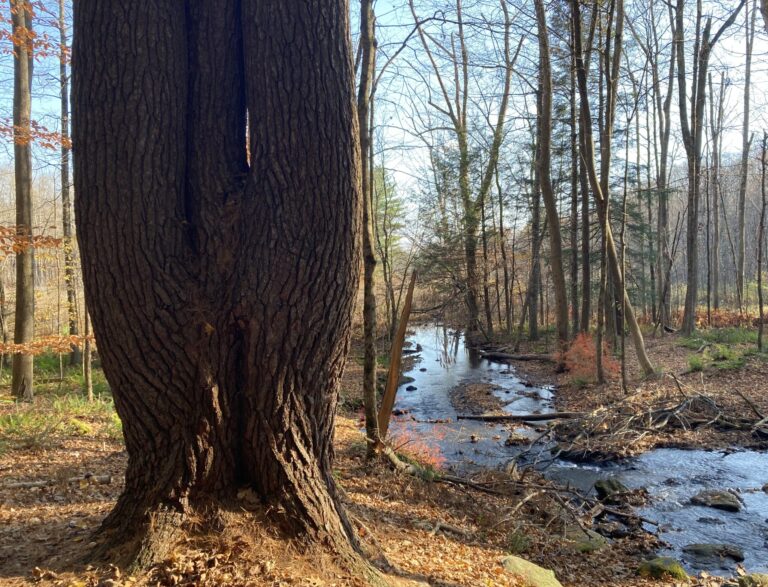 Une promenade dans les bois avec mon cerveau en feu : l'automne
