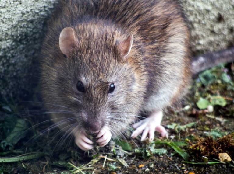 Karumba Rat Infestation