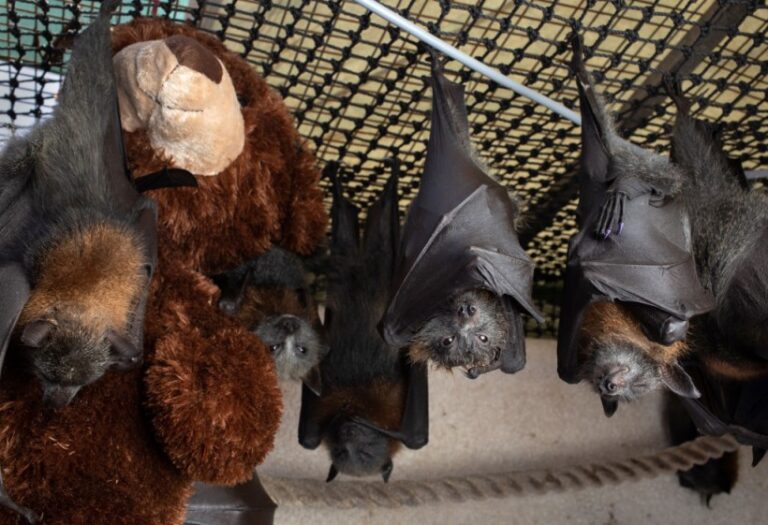chauves-souris