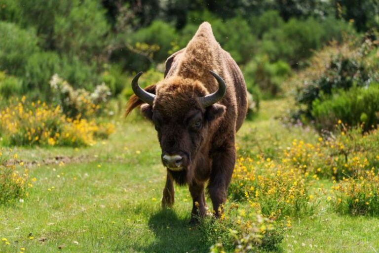 jeune bison