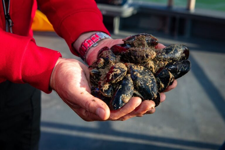 Mussels