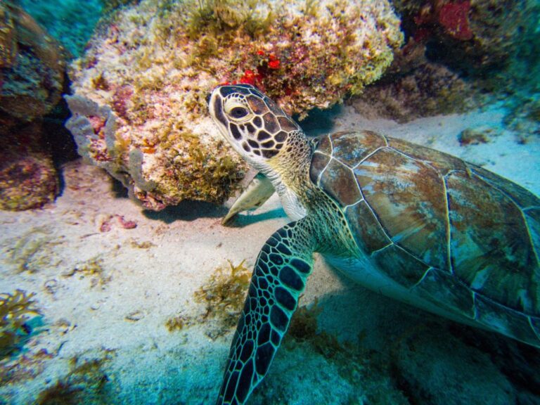 green sea turtle