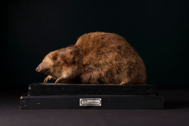 golden mole