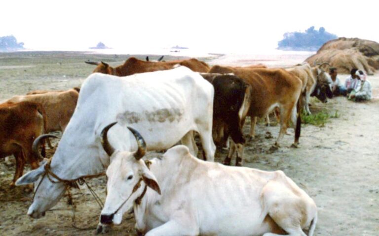 INDIA-CATTLE-ANTHRAX