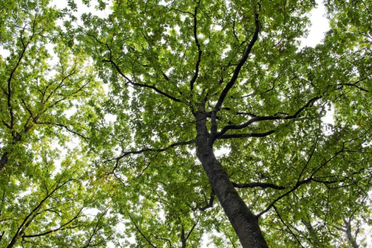 FRANCE-NATURE-ENVIRONMENT-CLIMATE-FOREST