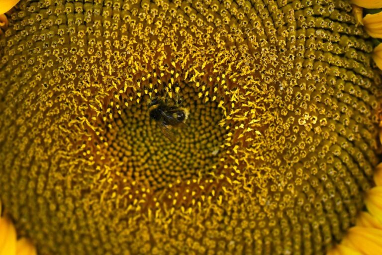 BRITAIN-NATURE-SUNFLOWERS