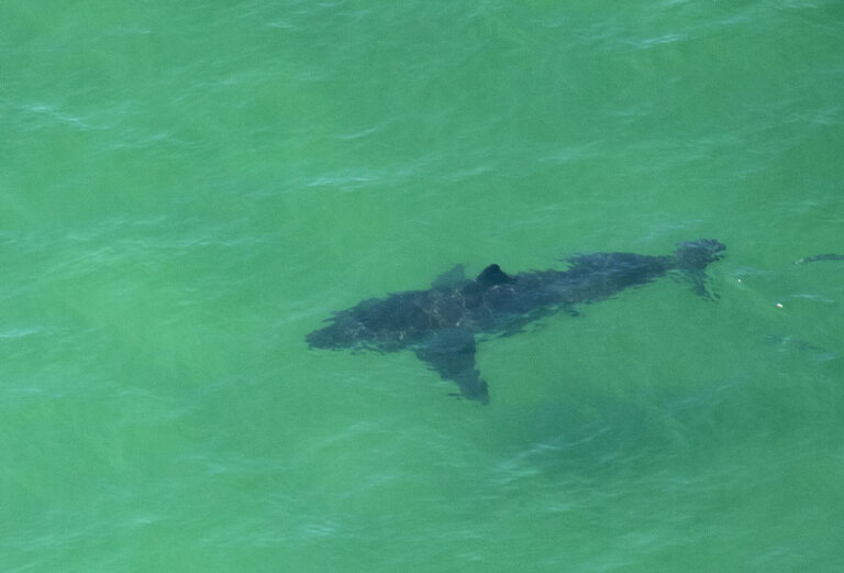 Shark