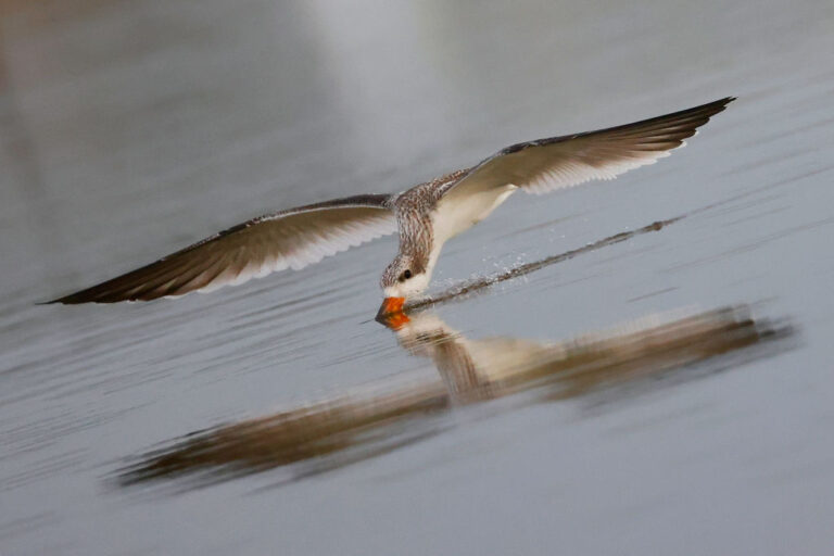 seabird
