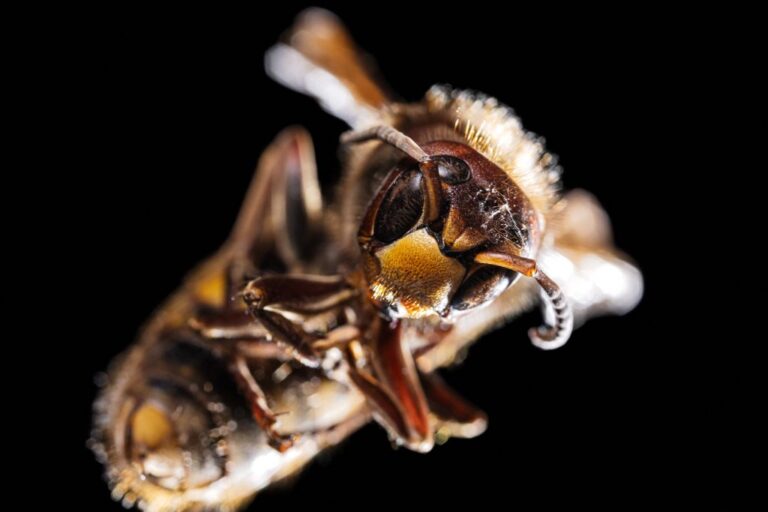 A photo  of wasp