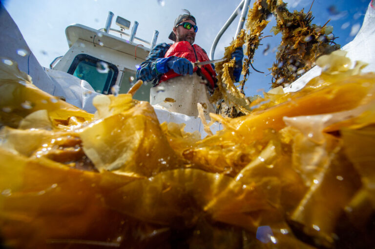 TOPSHOT-US-ENVIRONMENT-OCEANS-KELP