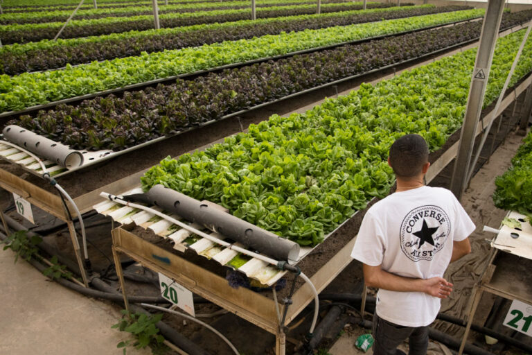 Lettuce growth
