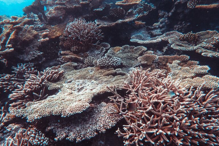 Mass Coral Bleaching