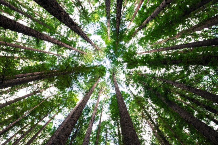 Tree Drought Sensitivity