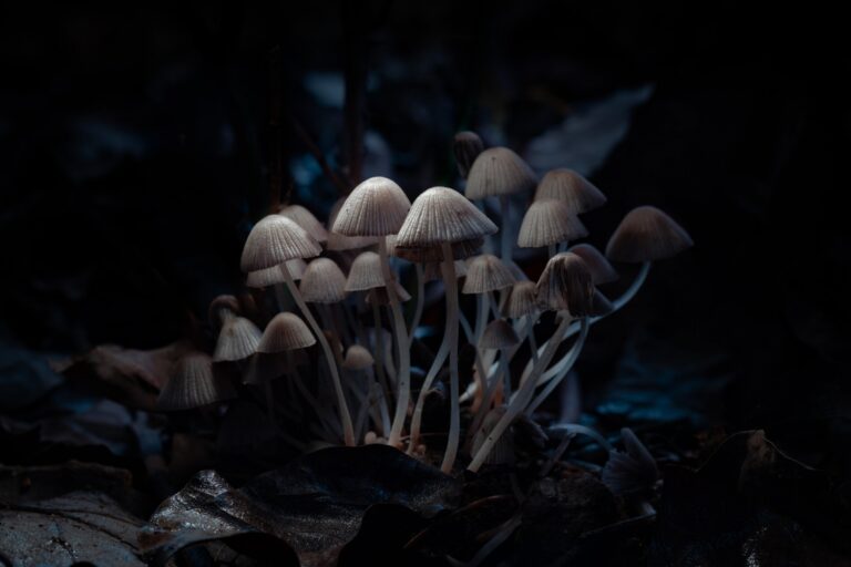 Fungal Plant Pathogen