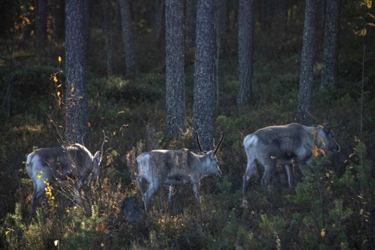 ENVIRONMENT-CLIMATE-FORESTS-GOVERNMENT-ANIMAL