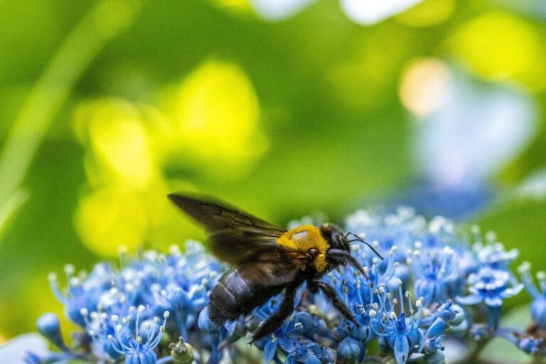 JAPAN-NATURE-BEE