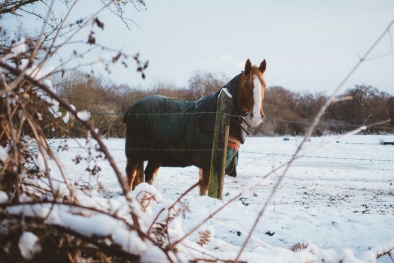 cheval brun en hiver