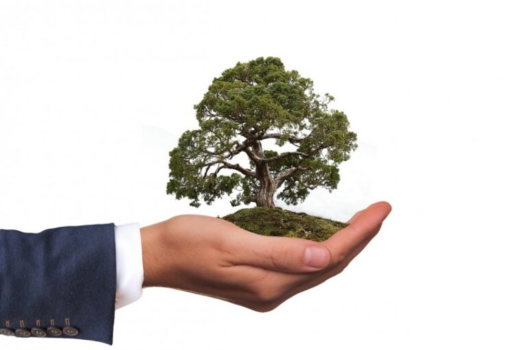 Environnement, Arbre, Nature