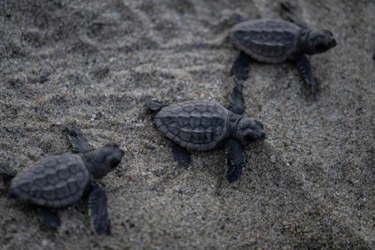 52 tortues de mer en voie de disparition en cure de désintoxication après avoir souffert d'un étourdissement dû au froid