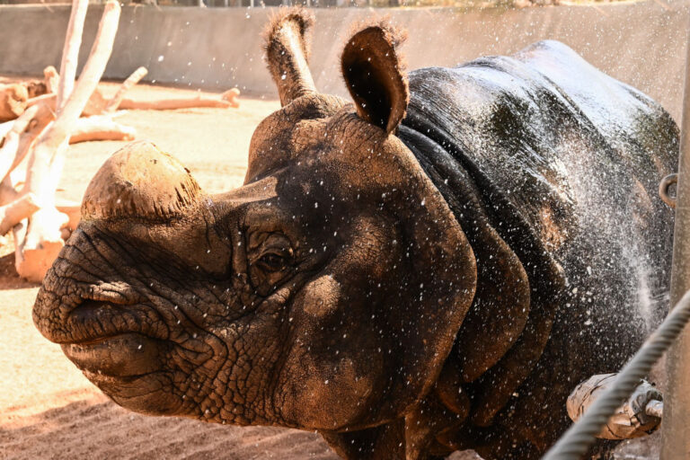 Cinq rhinocéros noirs arrivent au Tchad pour réintroduire l'espèce après 40 ans d'extinction locale