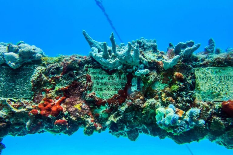 Le fossile « le plus complet » d’un monstre marin vieux de 72 millions d’années découvert au Japon