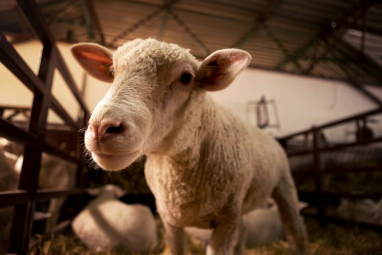 Le rôle du vétérinaire dans la lutte contre le changement climatique : Un appel à l’action pour les professionnels de la santé animale