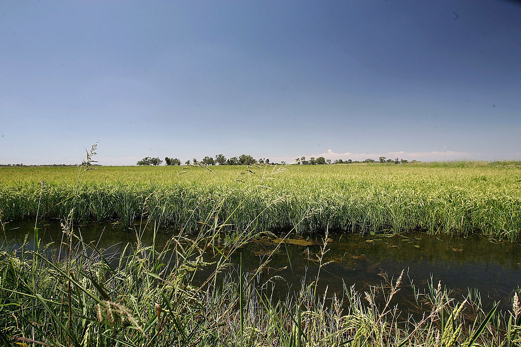 Rice crop