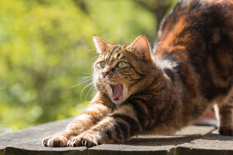 Oregon Bubonic Plague: First Human Case of Deadly Disease in Years Likely Came from Pet Cat: Health Officials Say