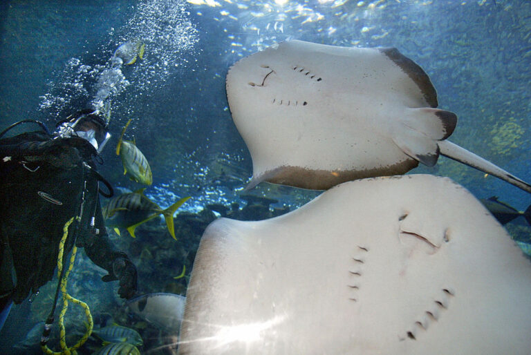 An image of a stingray