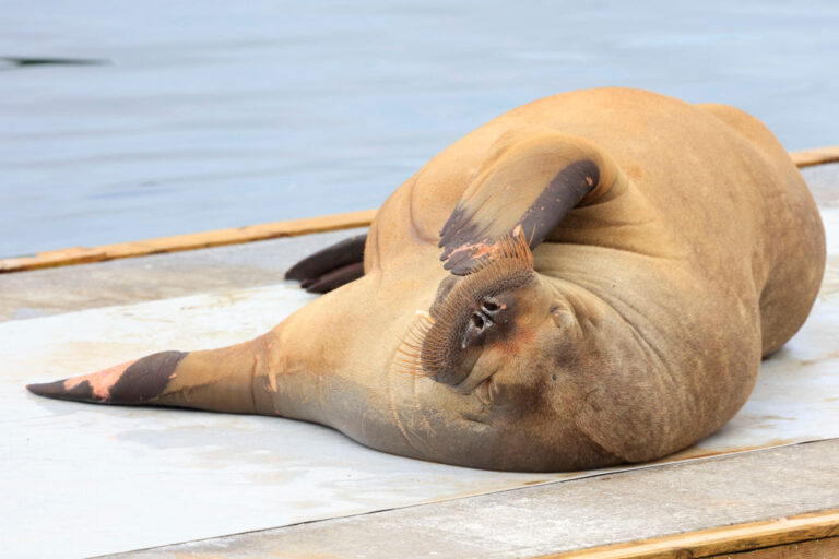A female walrus